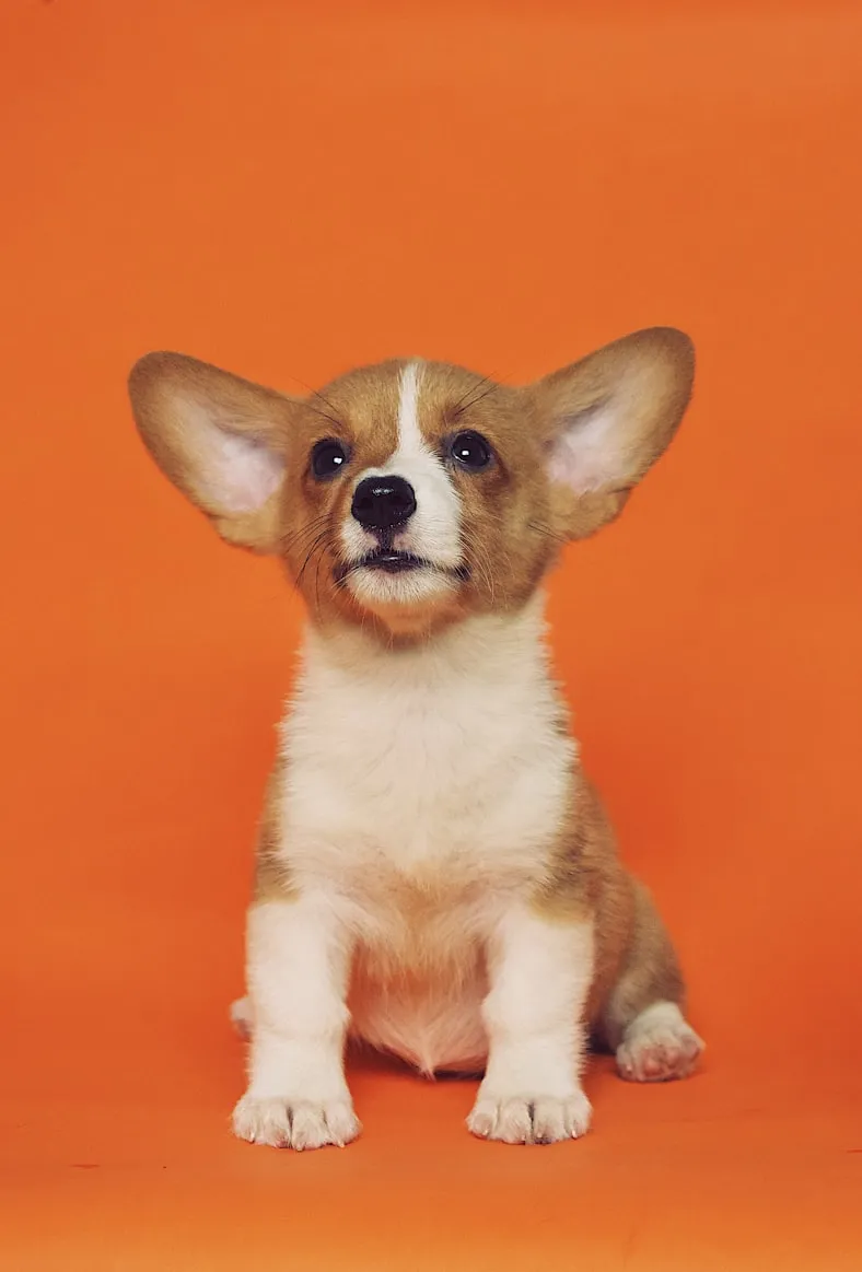 team billiam forgot the image, so here's a puppy