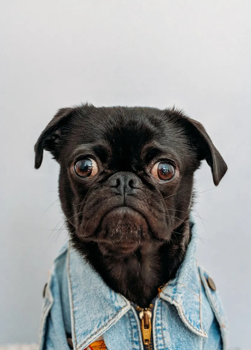 team billiam forgot the image, so here's a puppy