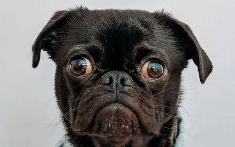 team billiam forgot the image, so here's a puppy