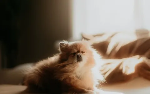 team billiam forgot the image, so here's a puppy