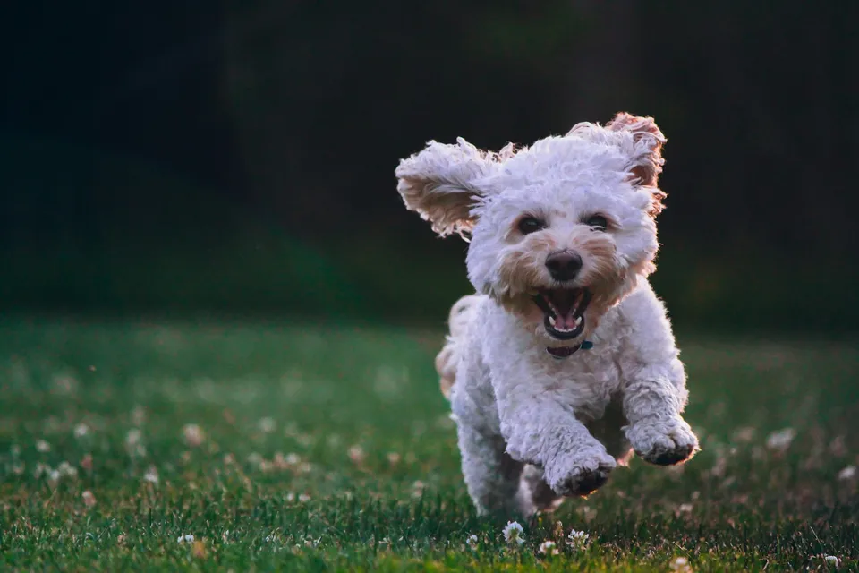 team billiam forgot the image, so here's a puppy