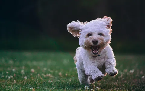team billiam forgot the image, so here's a puppy
